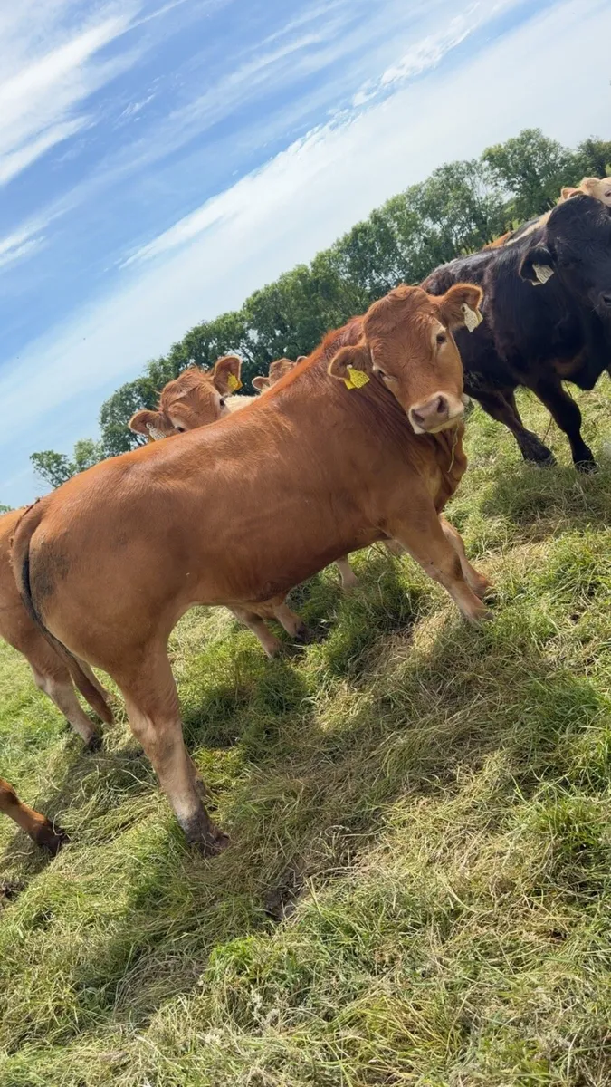 35 bullocks - Image 4