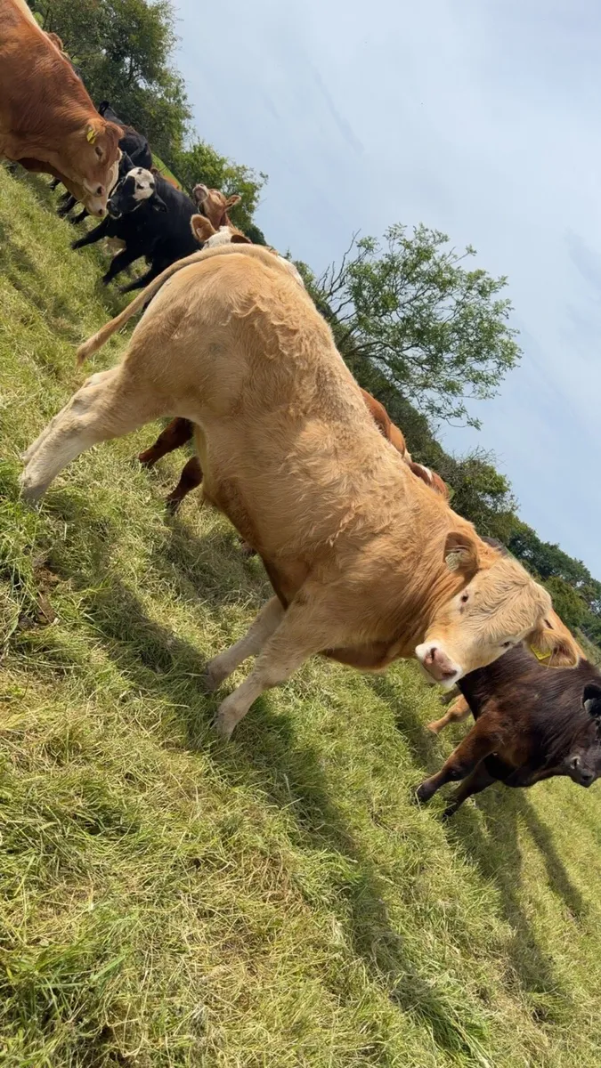 35 bullocks - Image 1