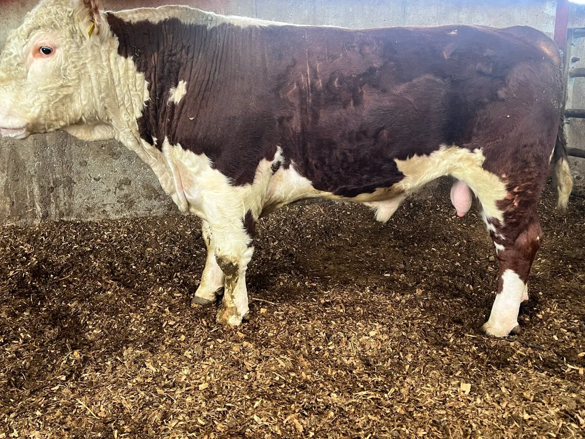 2 year old Pbr Hereford bull - Image 2