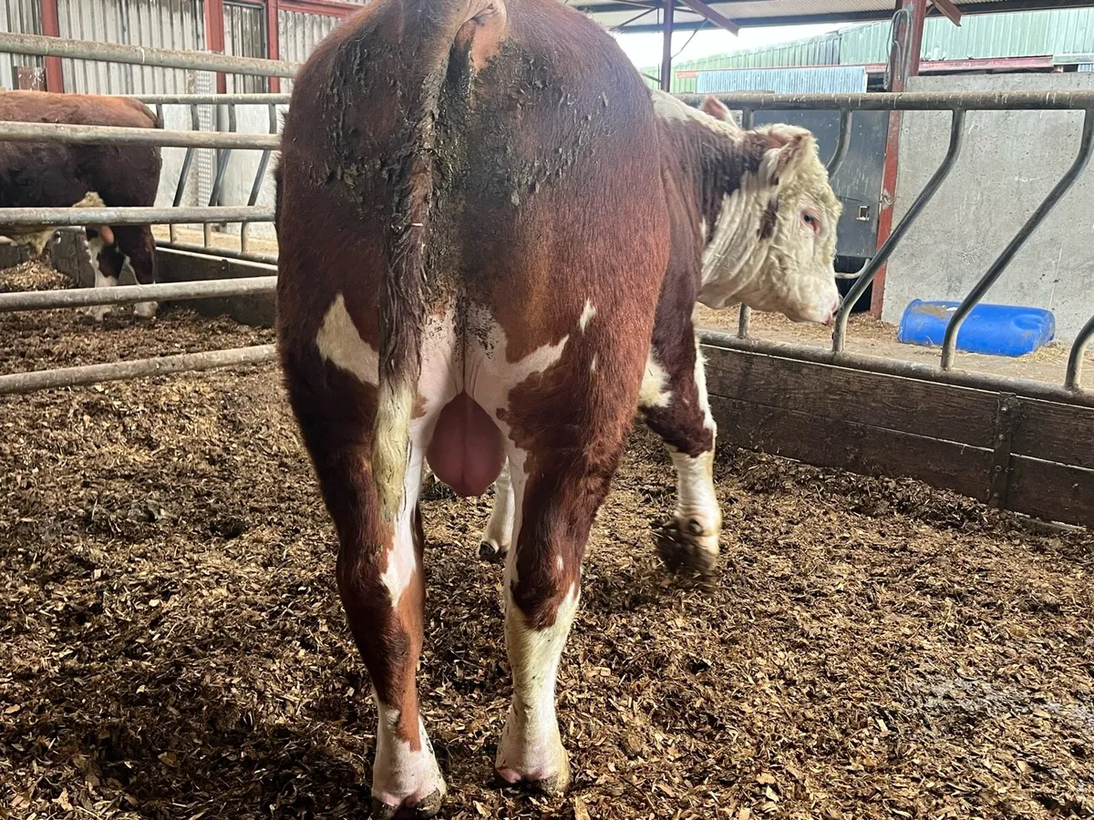 2 year old Pbr Hereford bull - Image 3