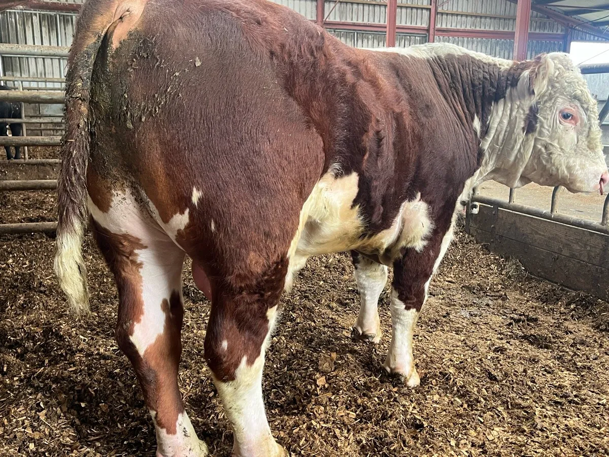 2 year old Pbr Hereford bull - Image 4