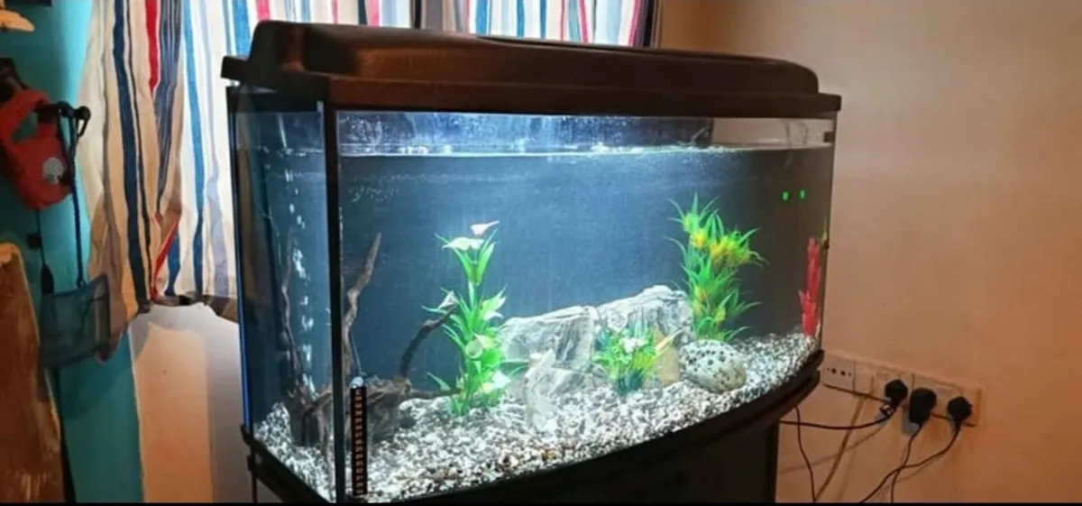 200 literally fish aquarium - Image 1