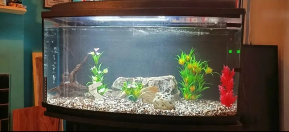200 literally fish aquarium - Image 3