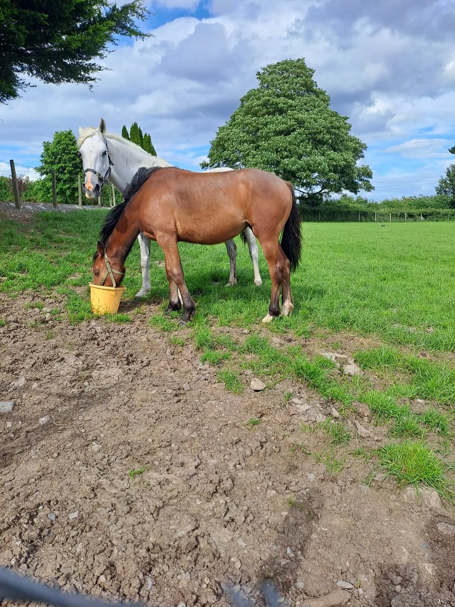 Year bay filly
