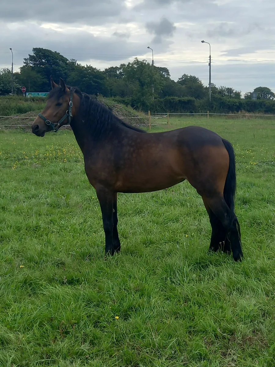 Connemara filly class 1 - Image 1