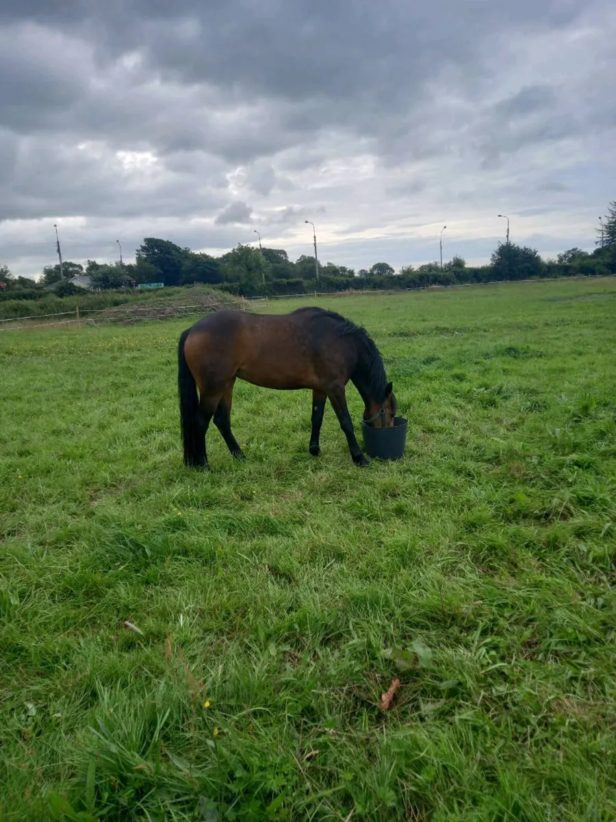 Connemara filly class 1 - Image 2