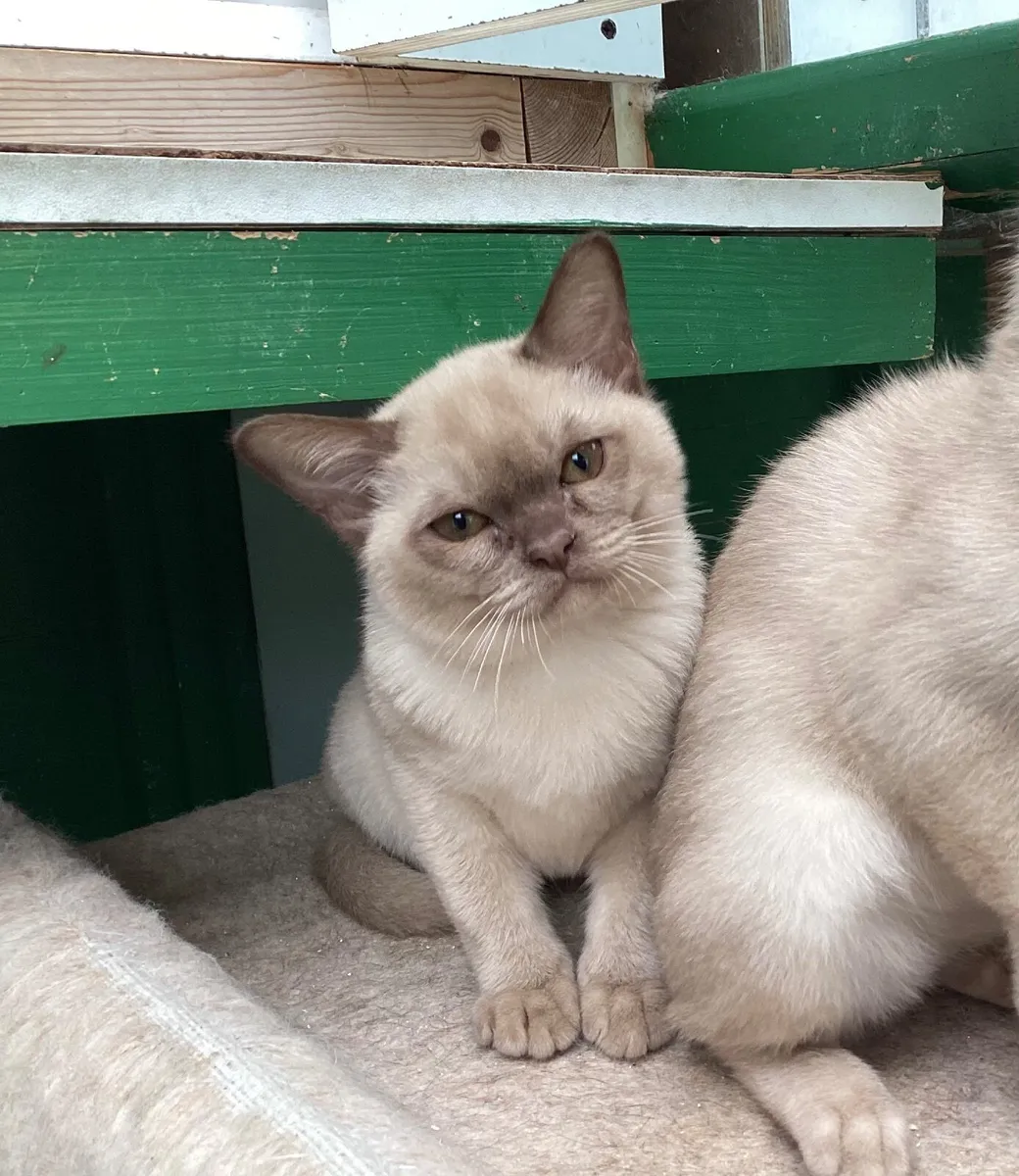Burmese kittens - Image 2