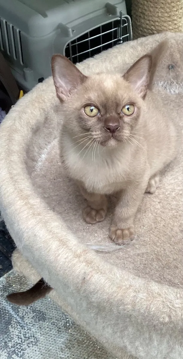 Burmese kittens - Image 1