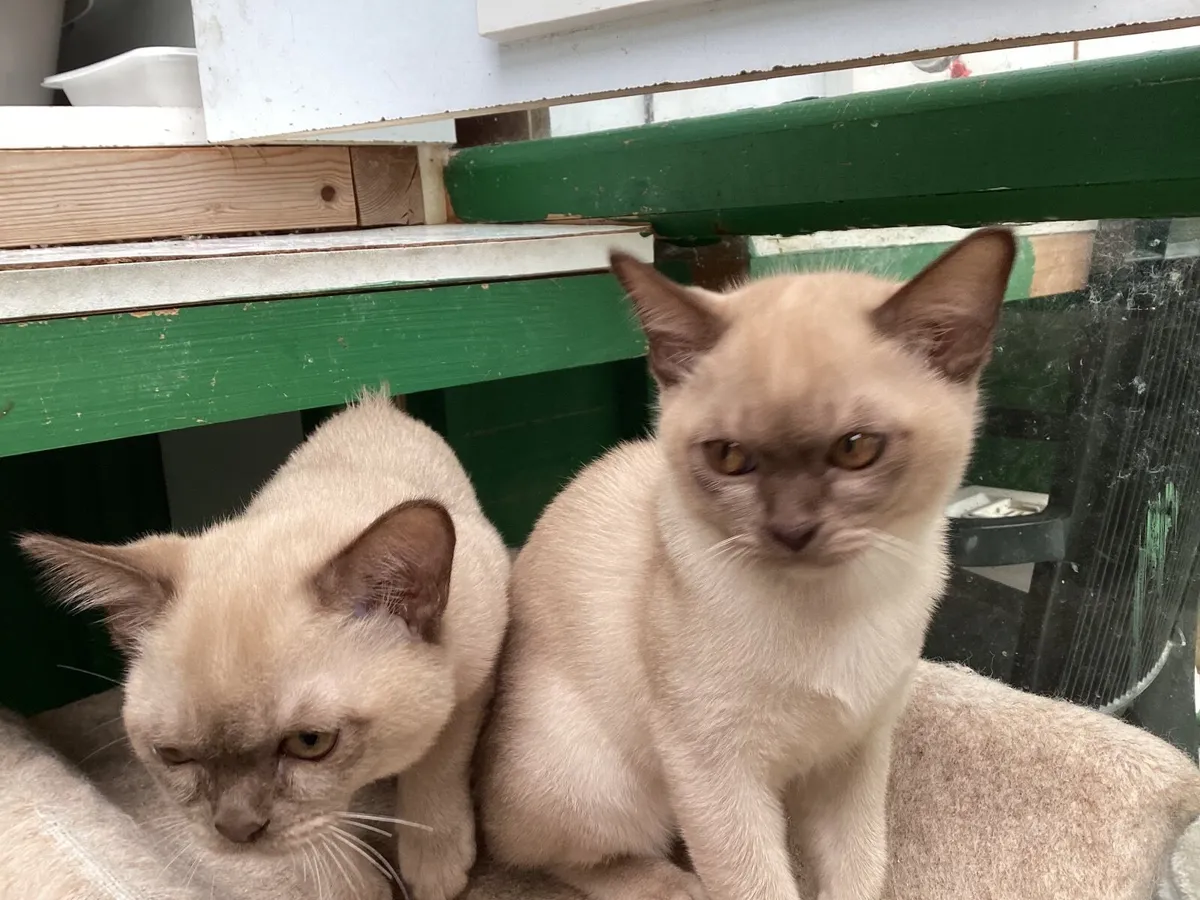 Burmese kittens - Image 4