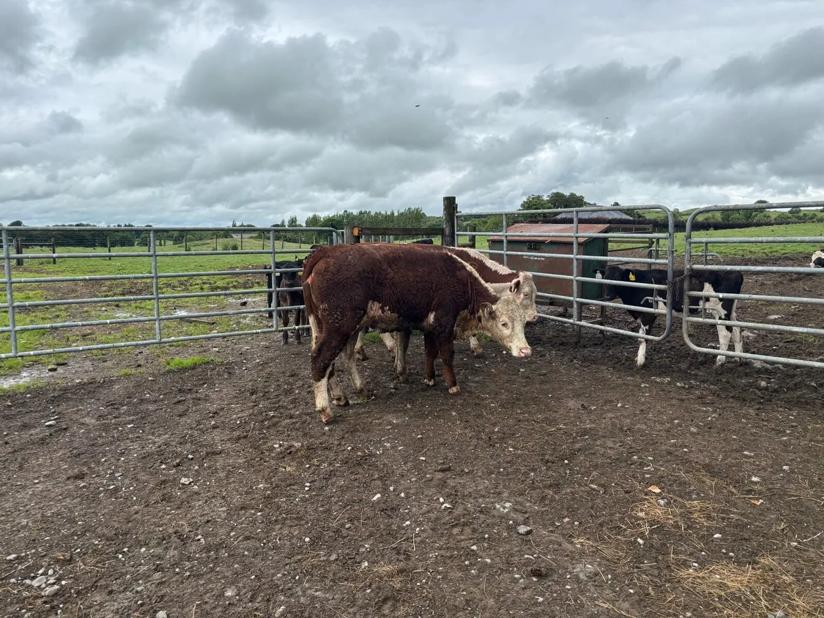 2 pbnr Hereford store heifers - Image 3