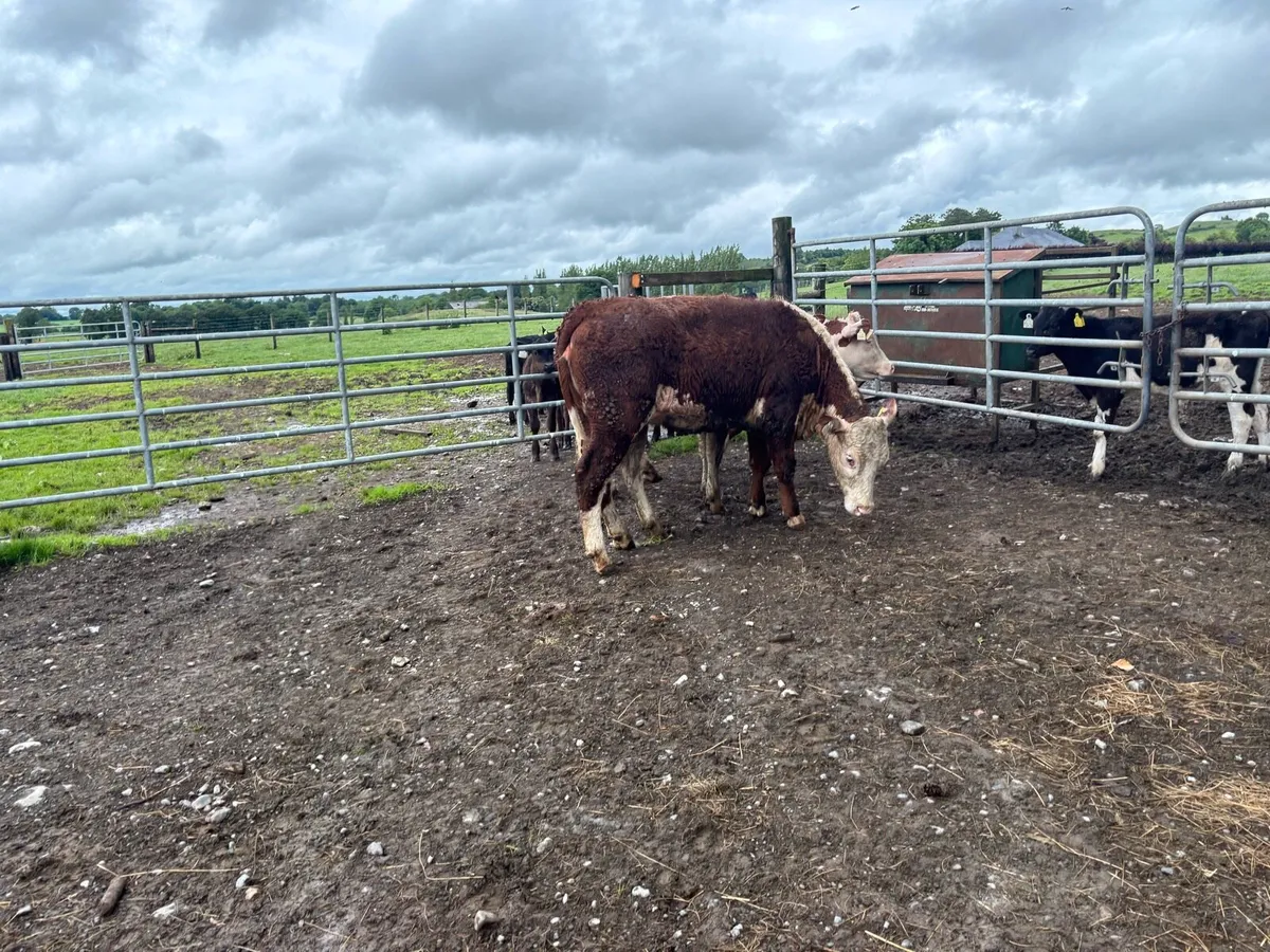 2 pbnr Hereford store heifers - Image 2