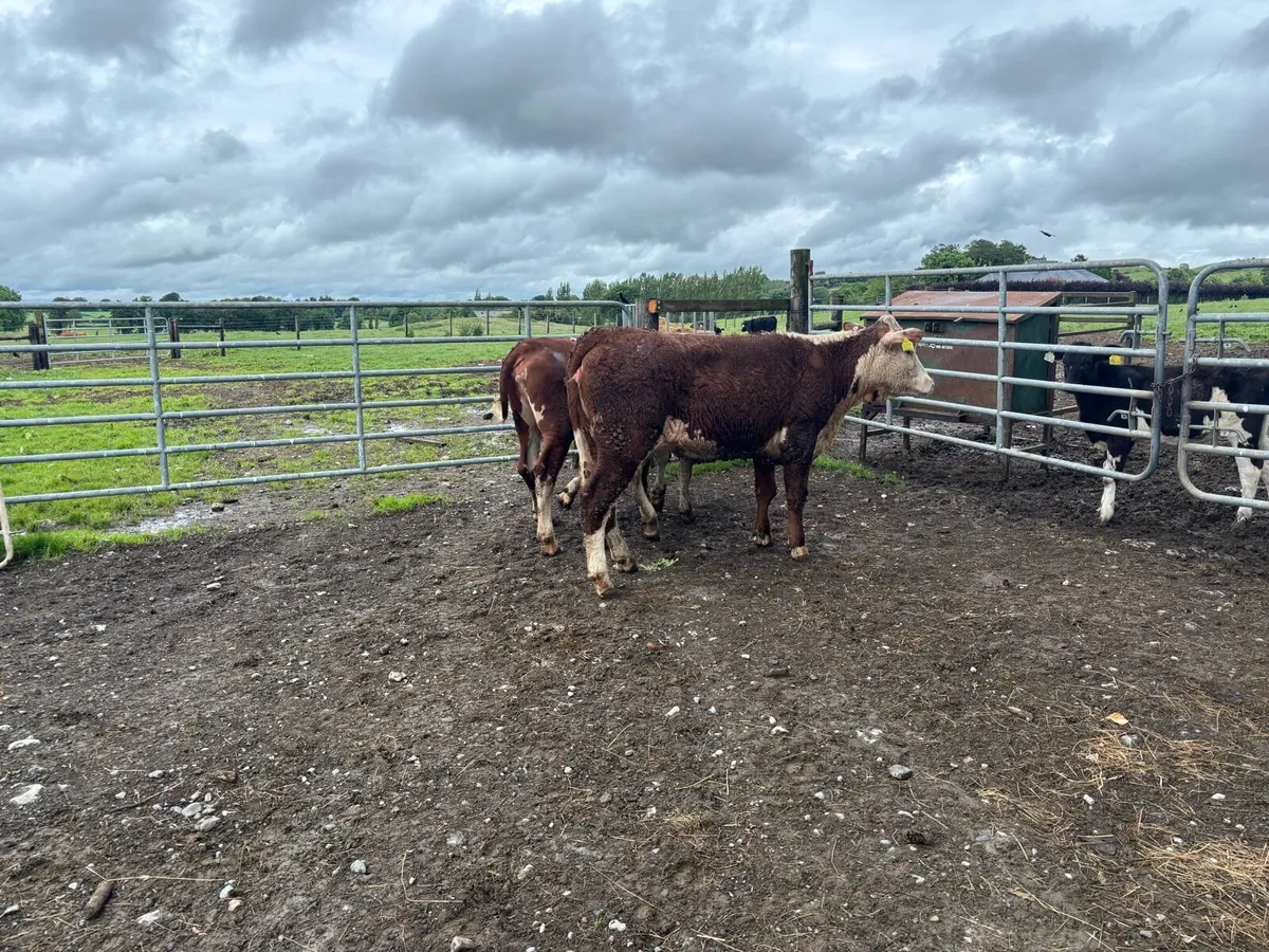 2 pbnr Hereford store heifers - Image 4