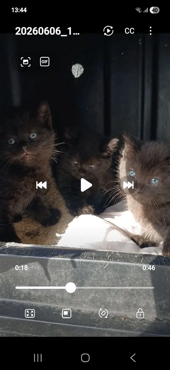 British short-haired mix kittens - Image 3