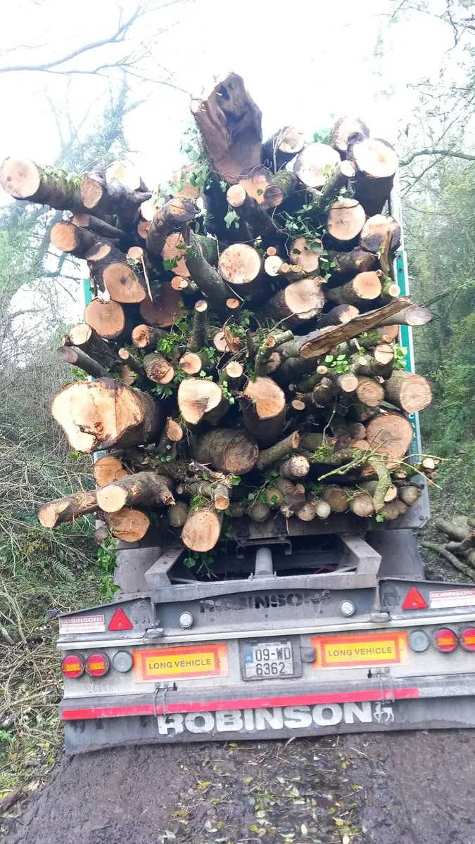Firewood - Image 3