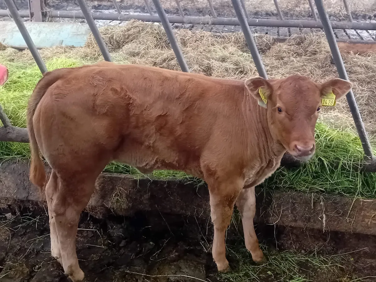Calf