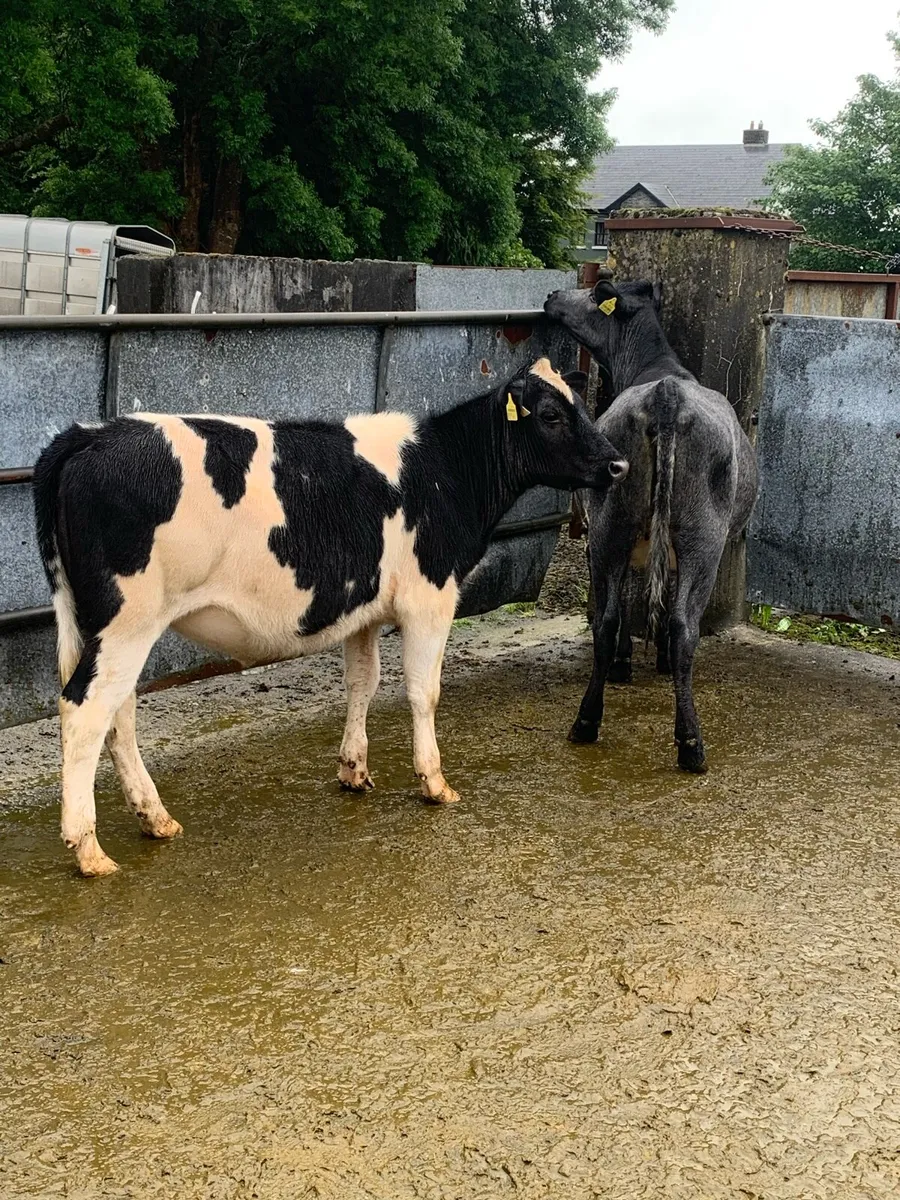 ⭐ BB WEANLINGS ⭐ - Image 2