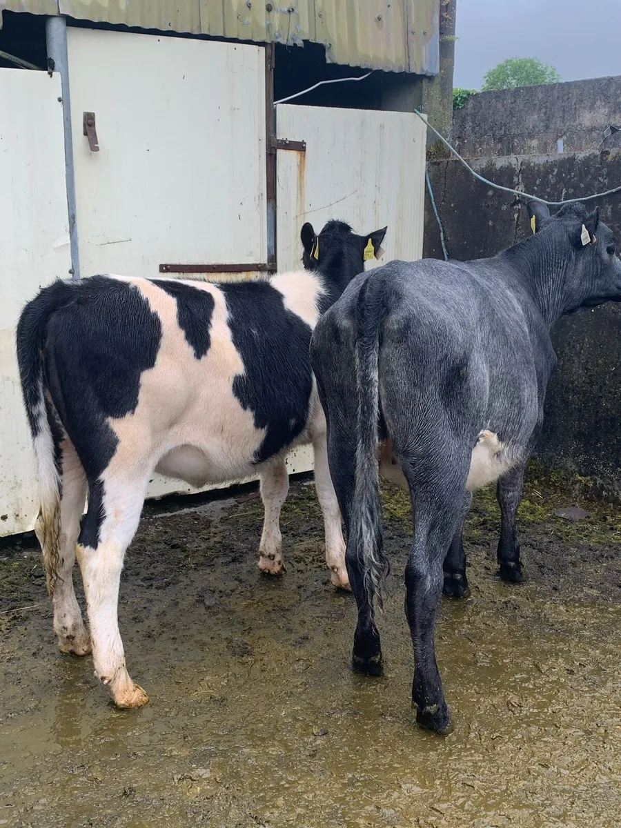 ⭐ BB WEANLINGS ⭐ - Image 3