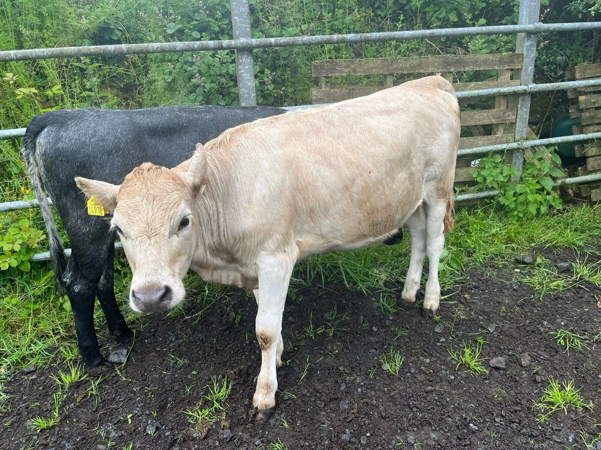 Heifers - Image 1