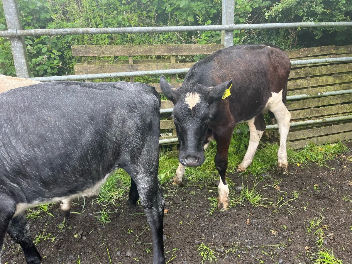 Heifers - Image 4