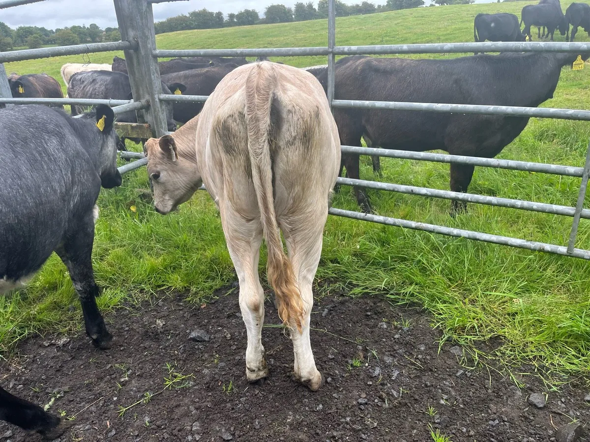 Heifers - Image 2