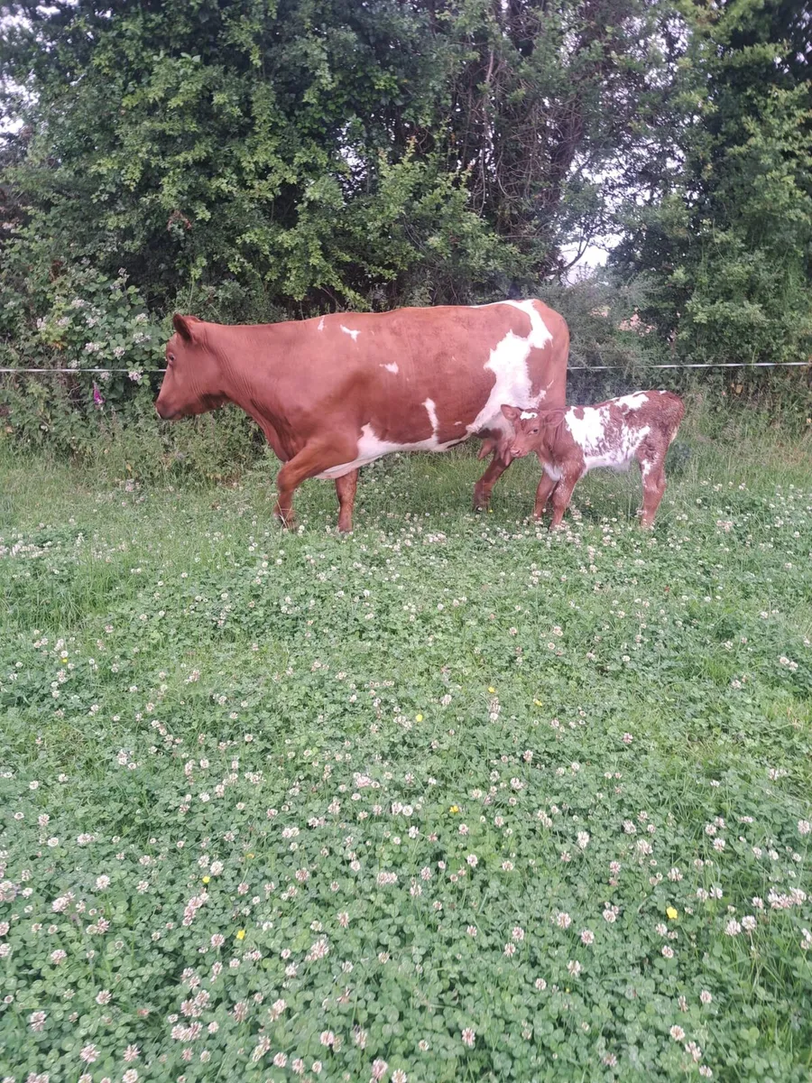 3rd Calver w/ shorthorn bull calf & 2nd Calver - Image 1