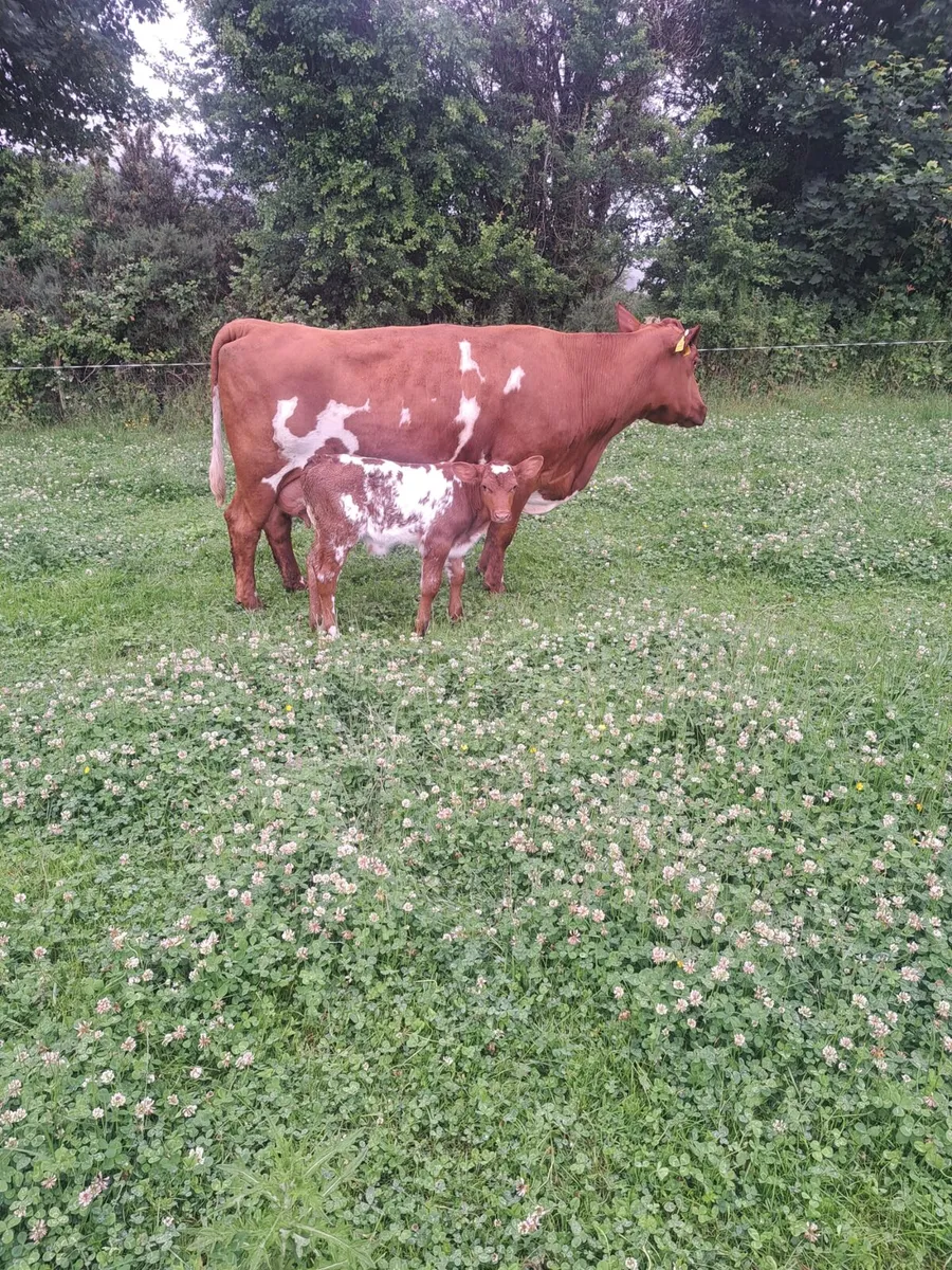 3rd Calver w/ shorthorn bull calf & 2nd Calver - Image 2