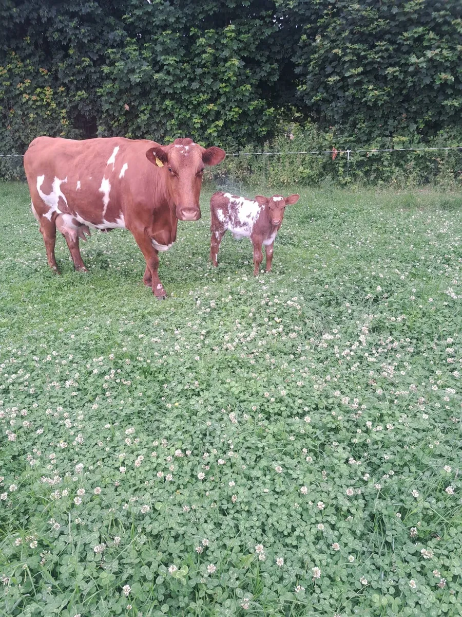 3rd Calver w/ shorthorn bull calf & 2nd Calver - Image 4