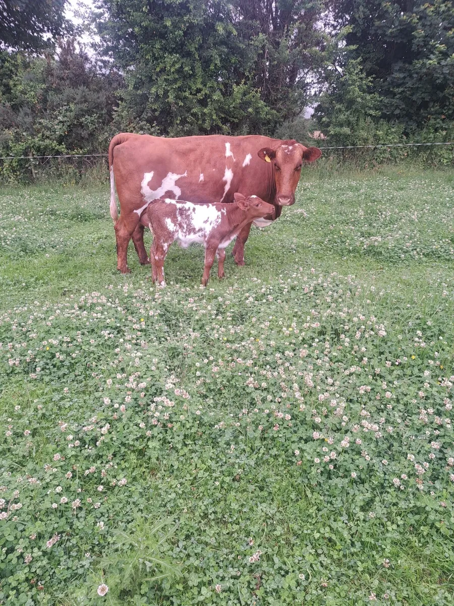 3rd Calver w/ shorthorn bull calf & 2nd Calver - Image 3