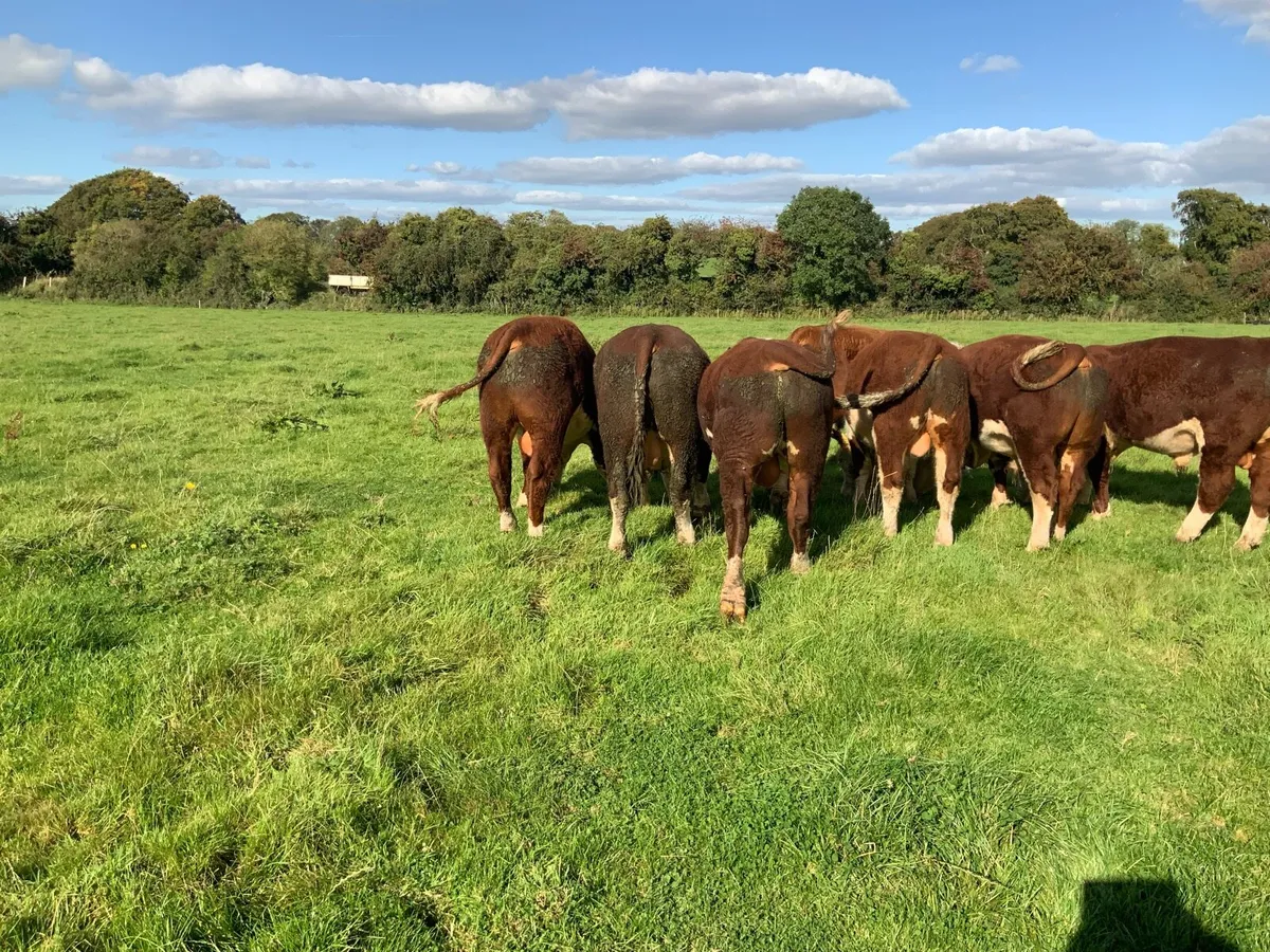 Beef Cattle for Sale - Image 2
