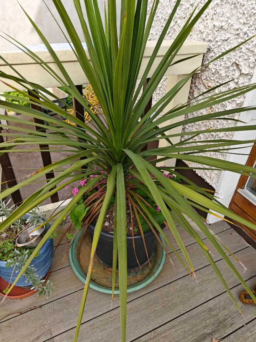 Cordyline Tree
