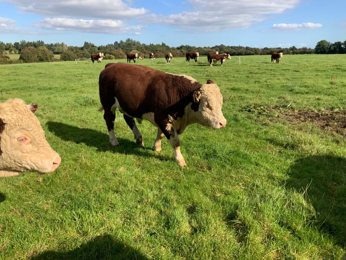 Beef Cattle for Sale - Image 4