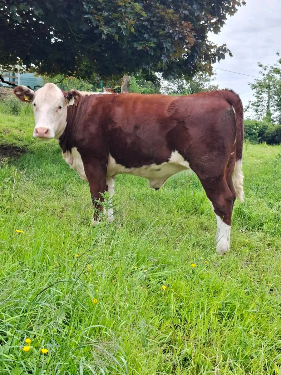 Pedigree Hereford Heifers - Image 2