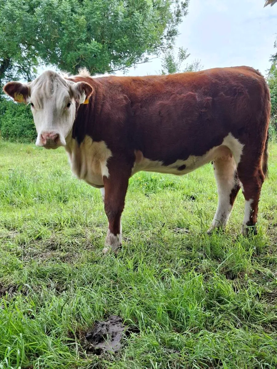 Pedigree Hereford Heifers - Image 3