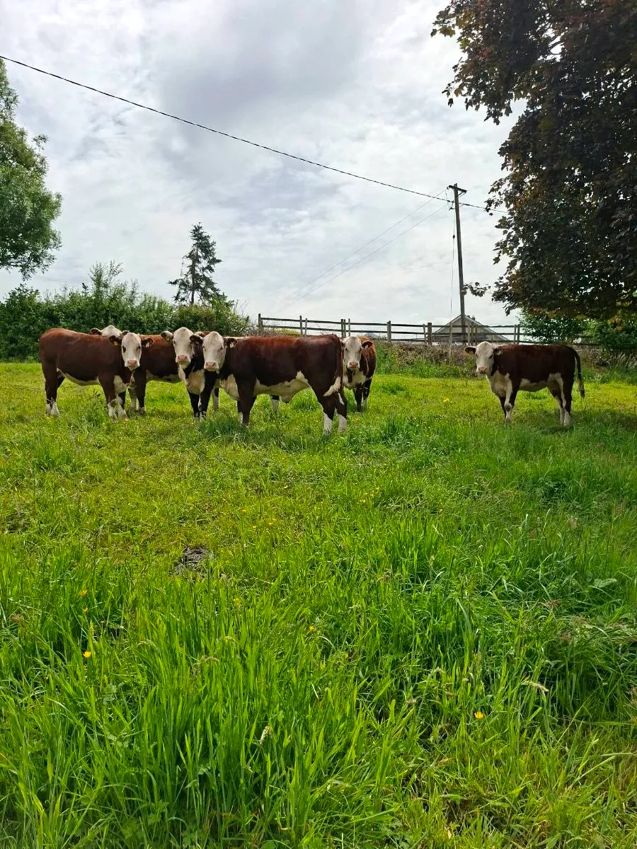 Pedigree Hereford Heifers - Image 1