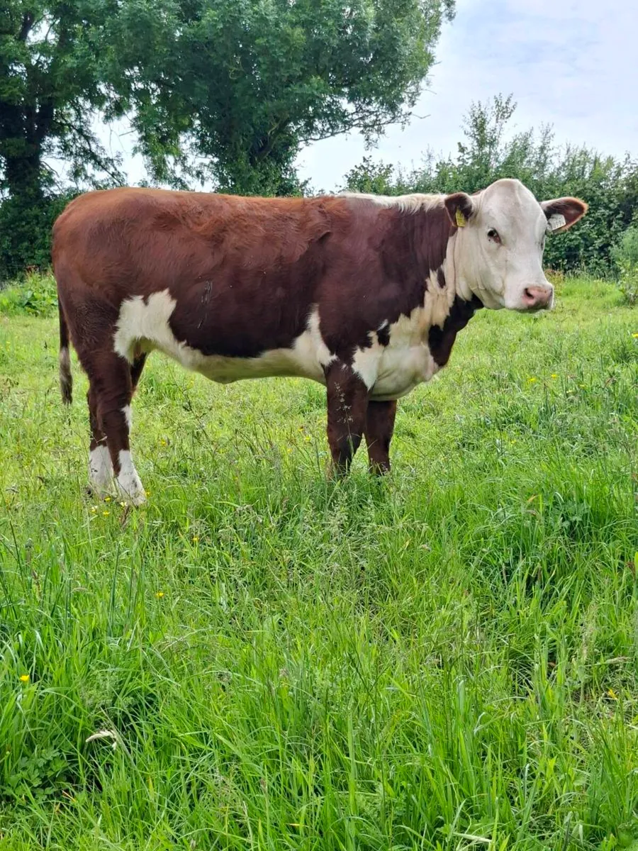 Pedigree Hereford Heifers - Image 4