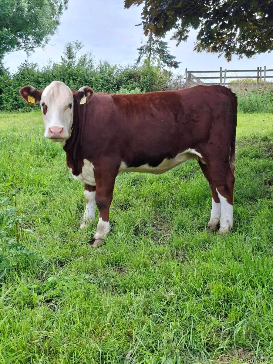 Pedigree Hereford Heifers - Image 3