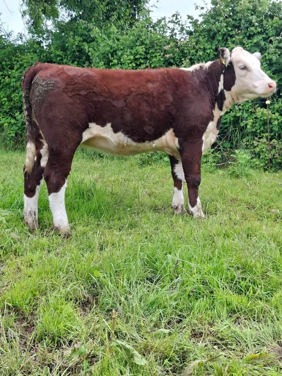 Pedigree Hereford Heifers - Image 2