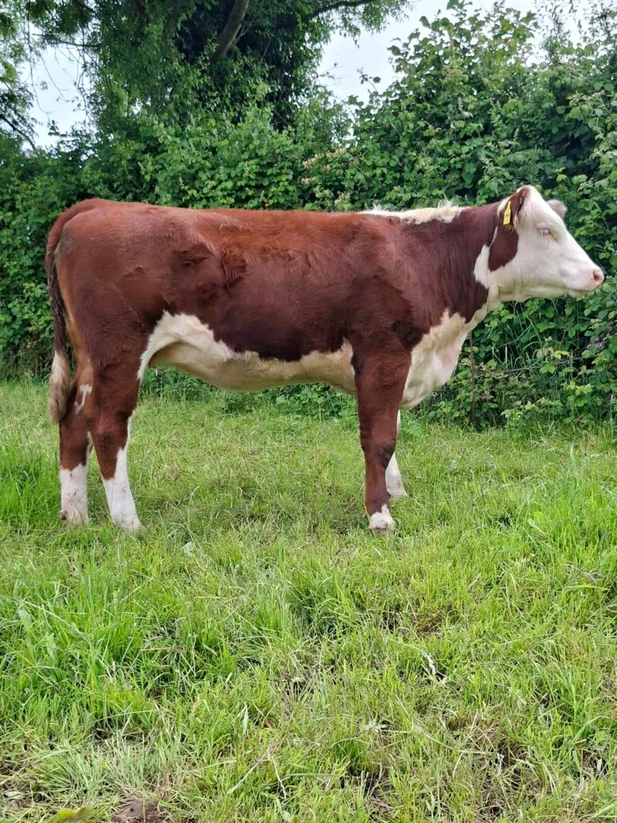 Pedigree Hereford Heifers - Image 4