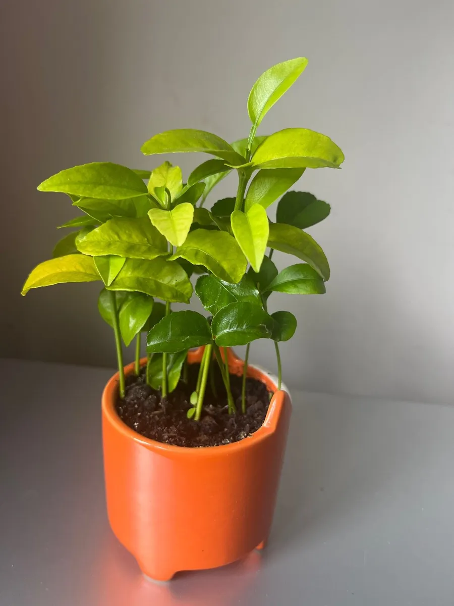 Young citrus plants in ceramic pot - Image 3