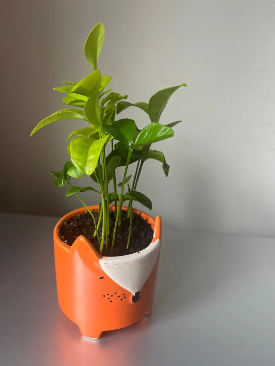 Young citrus plants in ceramic pot - Image 2