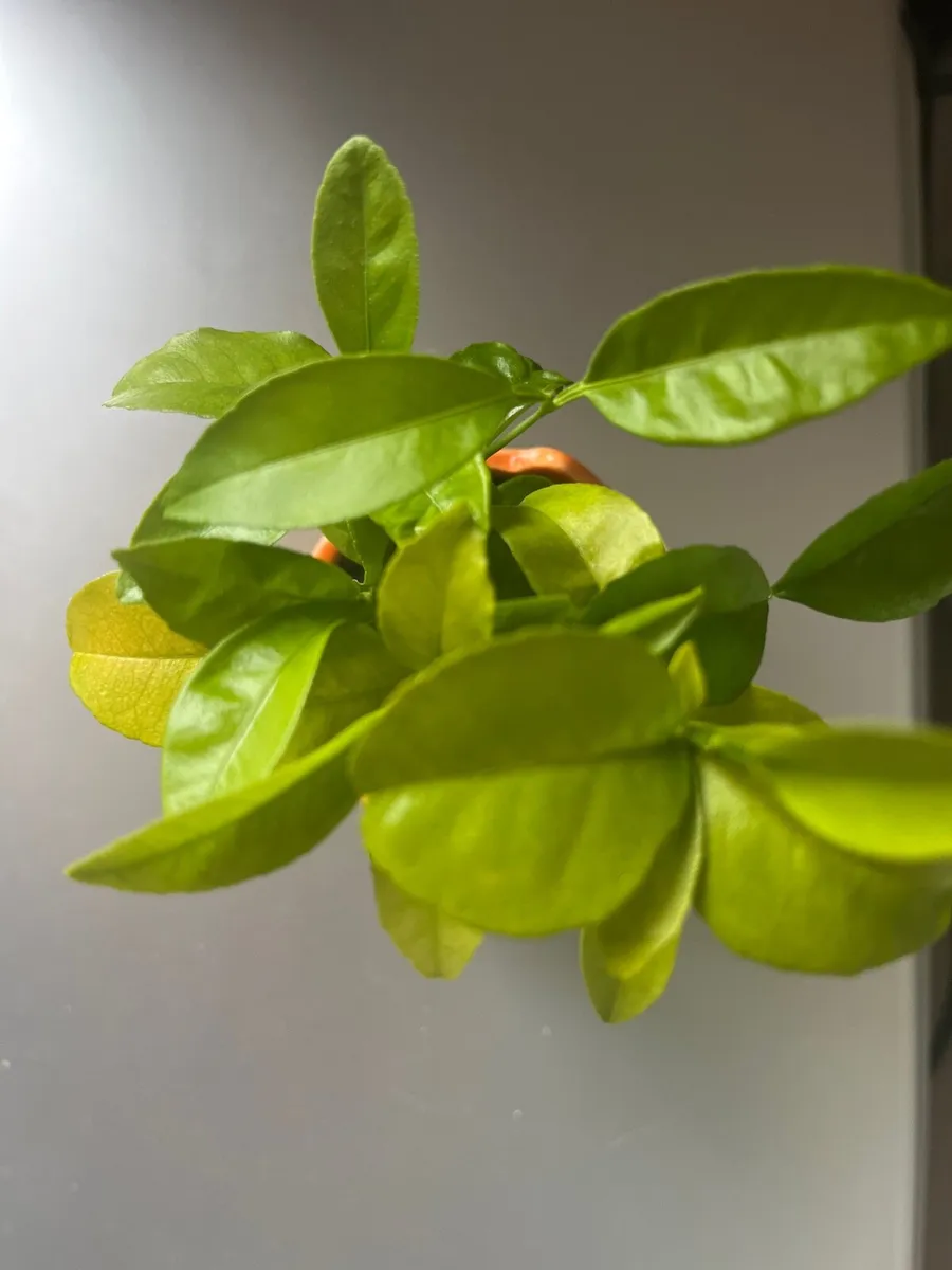 Young citrus plants in ceramic pot - Image 4