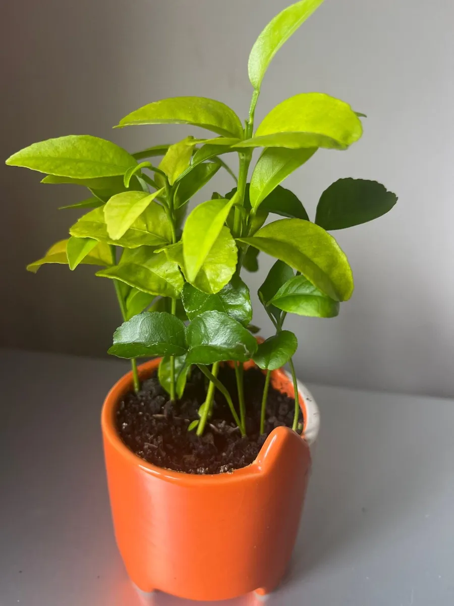 Young citrus plants in ceramic pot - Image 1