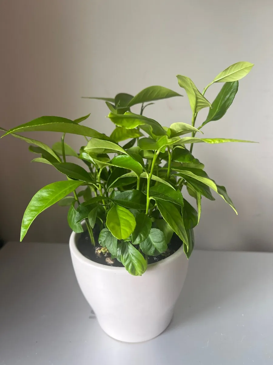 Citrus plants in ceramic pots - Image 4