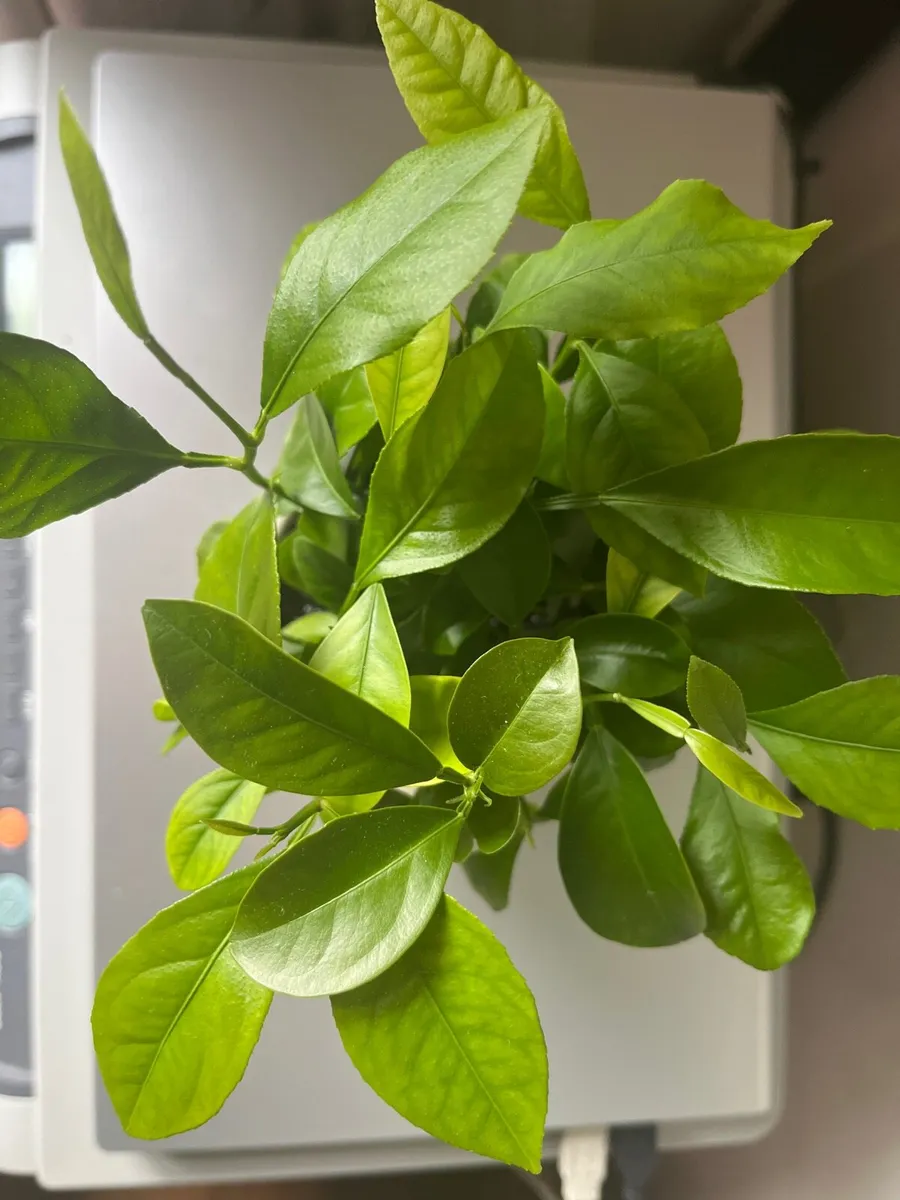 Citrus plants in ceramic pots - Image 3