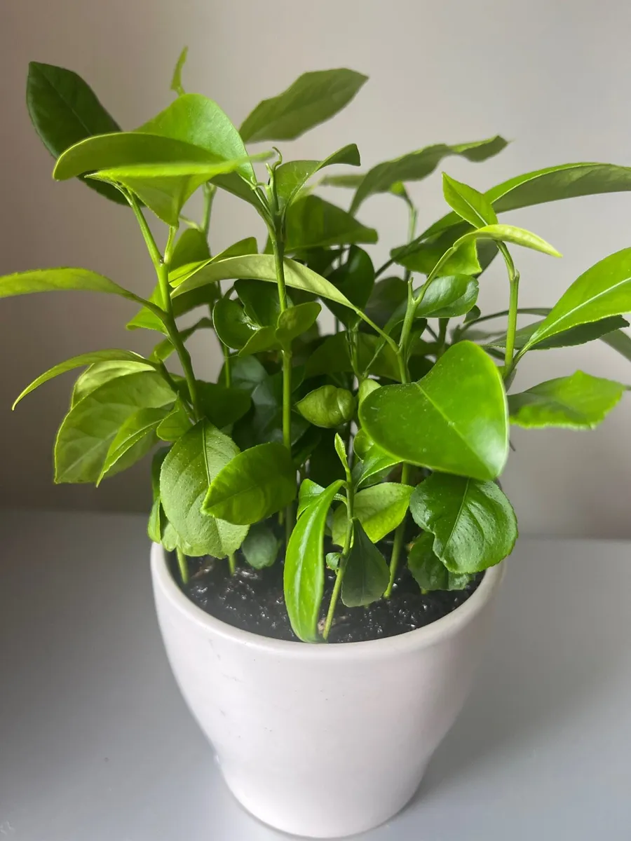 Citrus plants in ceramic pots - Image 2
