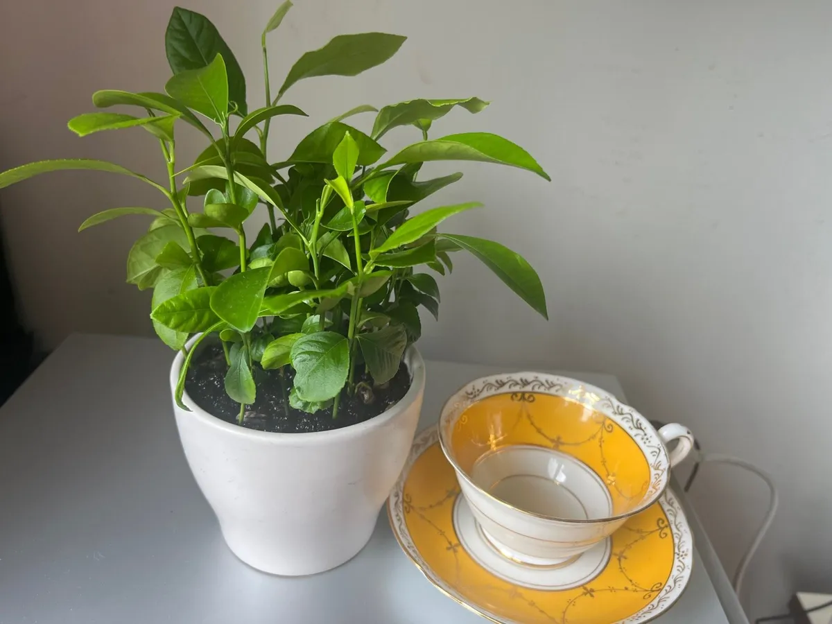 Citrus plants in ceramic pots - Image 1