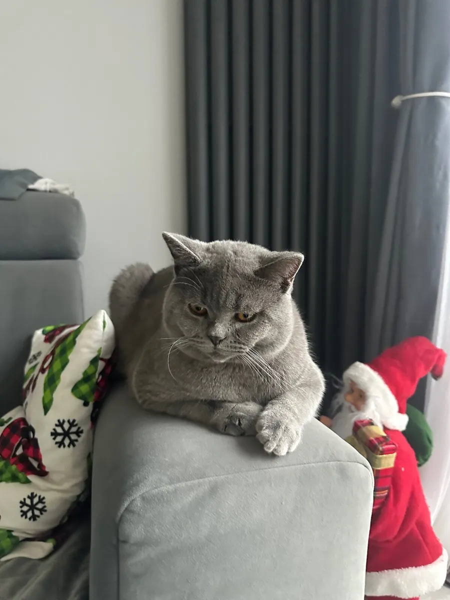 Cat - Image 1