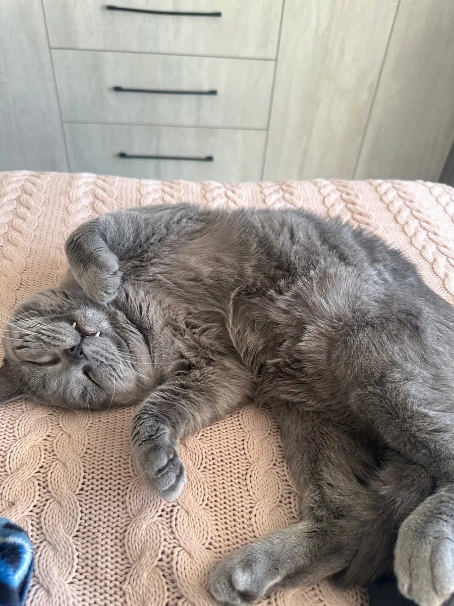 Cat - Image 2