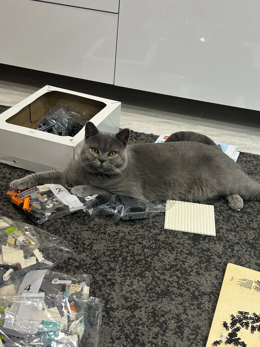 Cat - Image 3