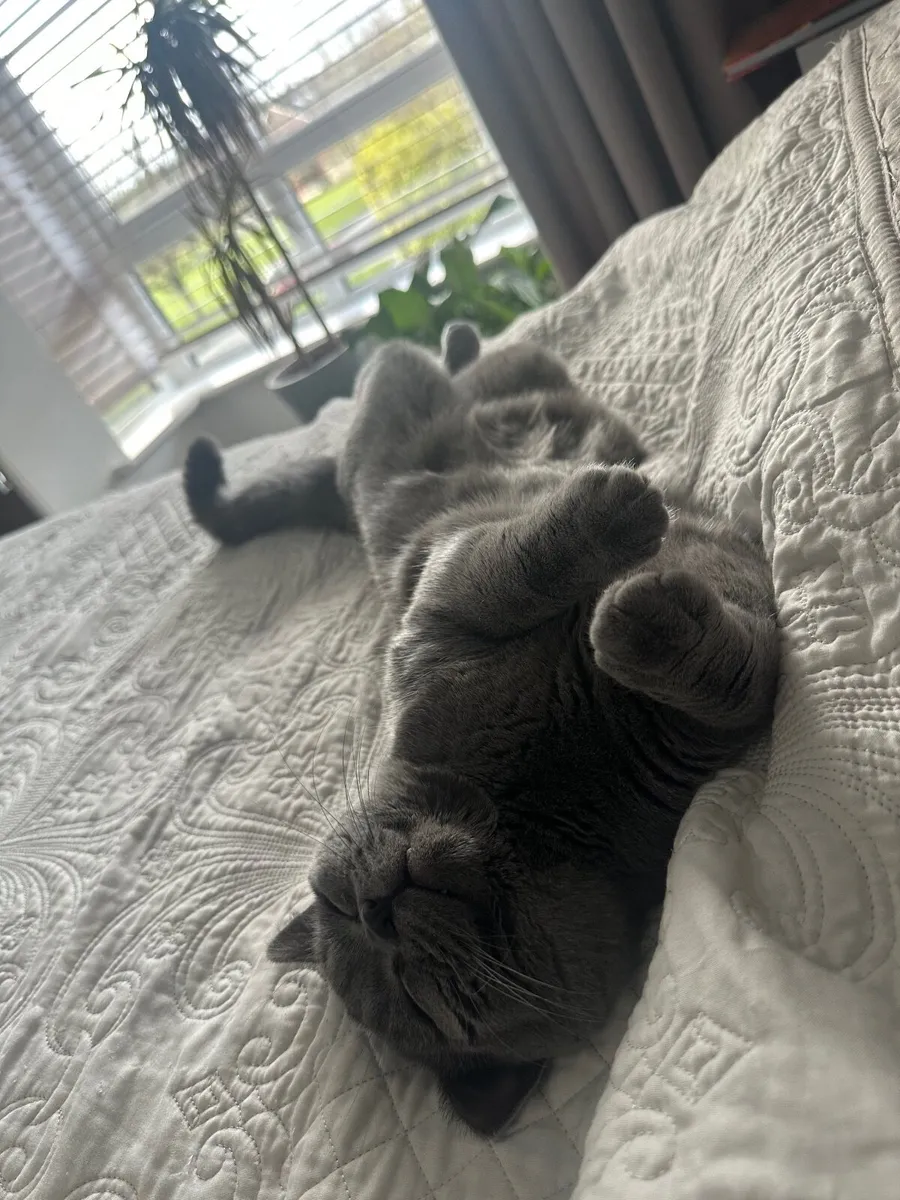 Cat - Image 4